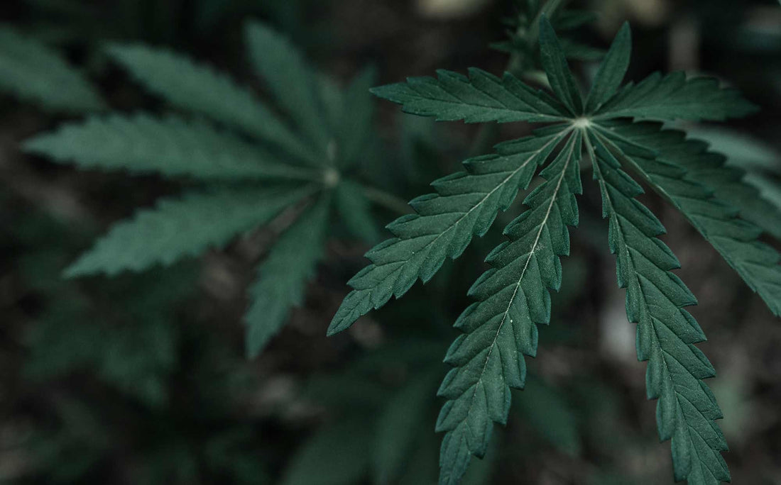 GLOSSARY OF TERMS : CBD AND THE ENDOCANNABINOID SYSTEM