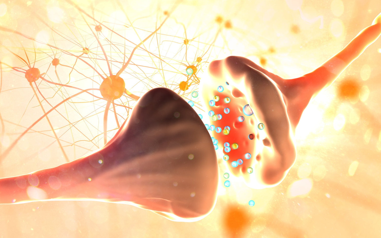 Understanding the Endocannabinoid System