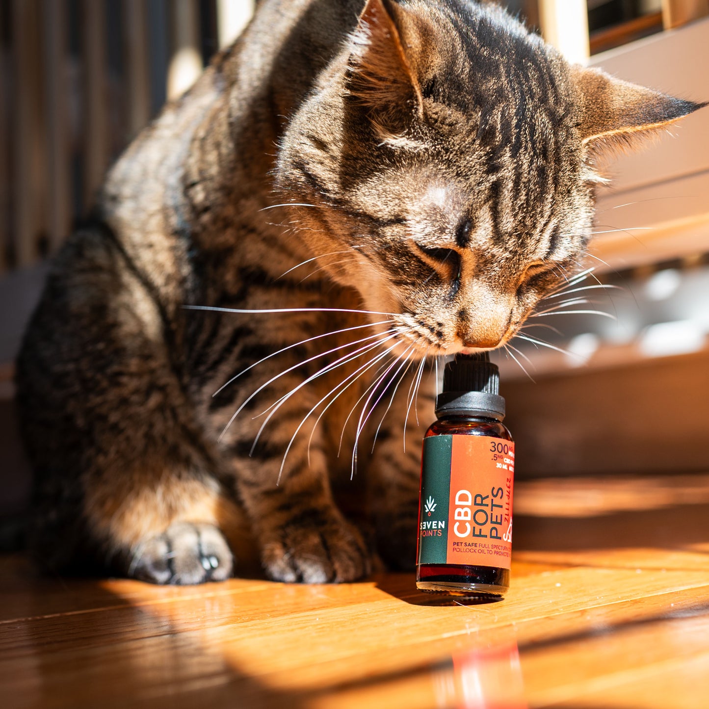 300mg CBD Tincture For Pets